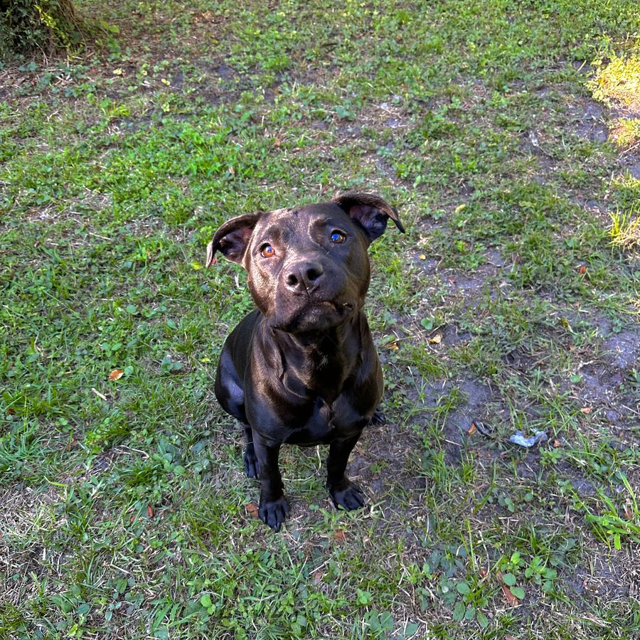 Sully as a young dog, head tilted