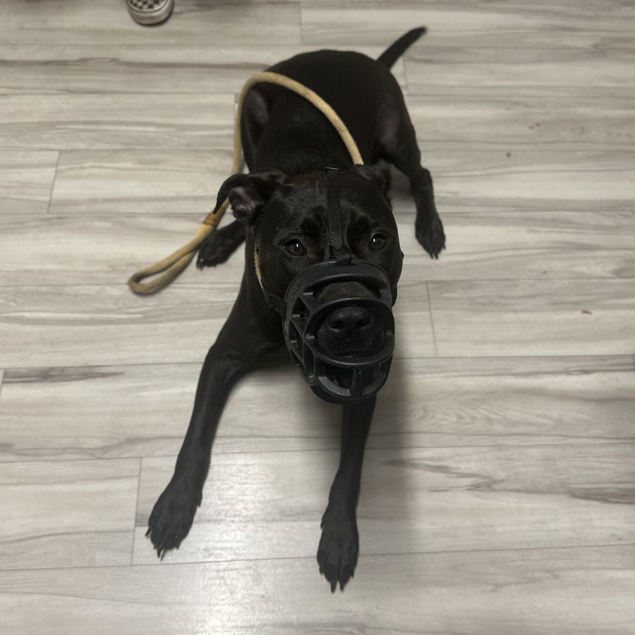 Sully lying calmly in his muzzle