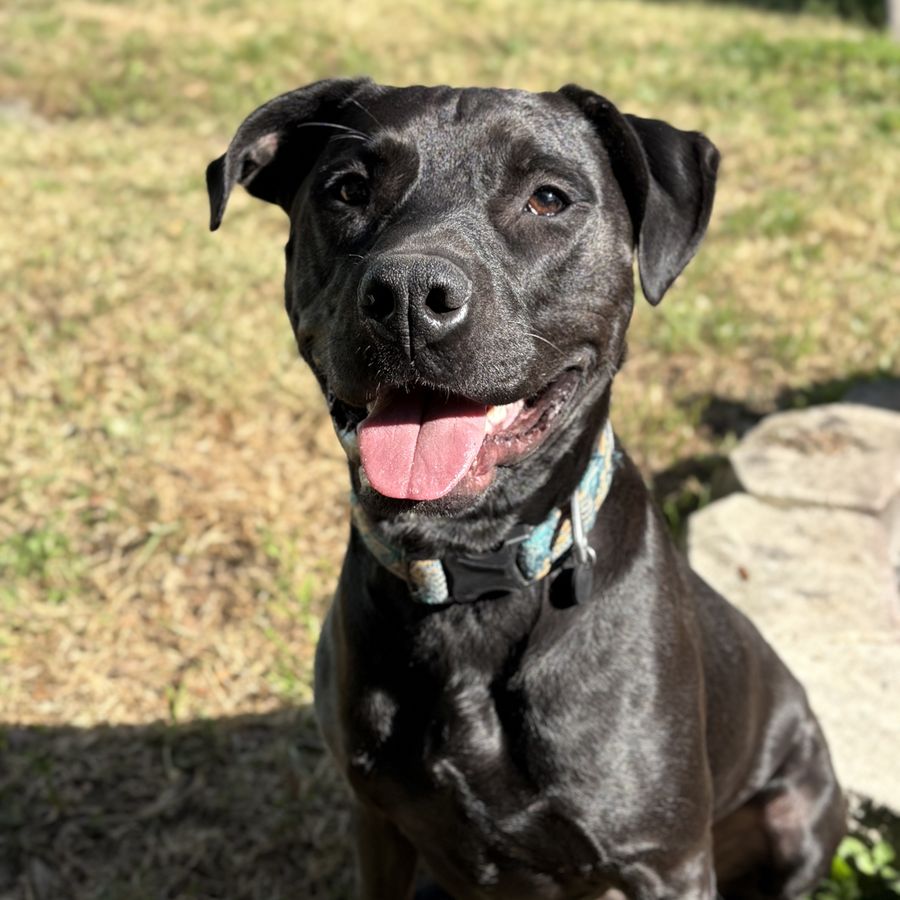 Sully sitting in the sun