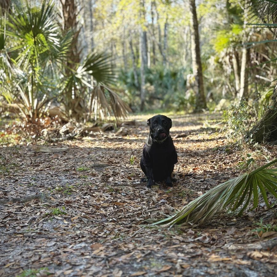 Sully sitting on a woodland path
