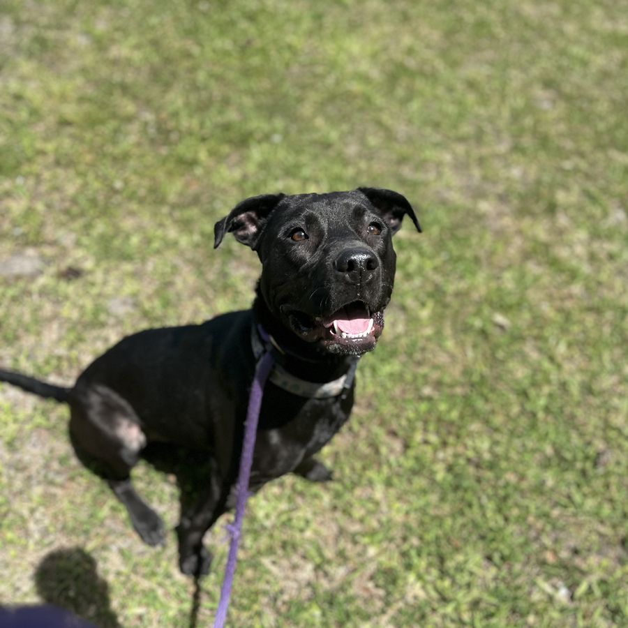 Sully smiling on a purple lead
