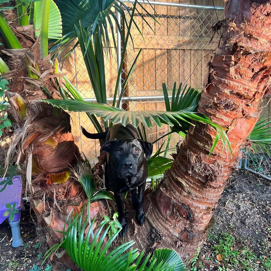 Sully standing up in the palms