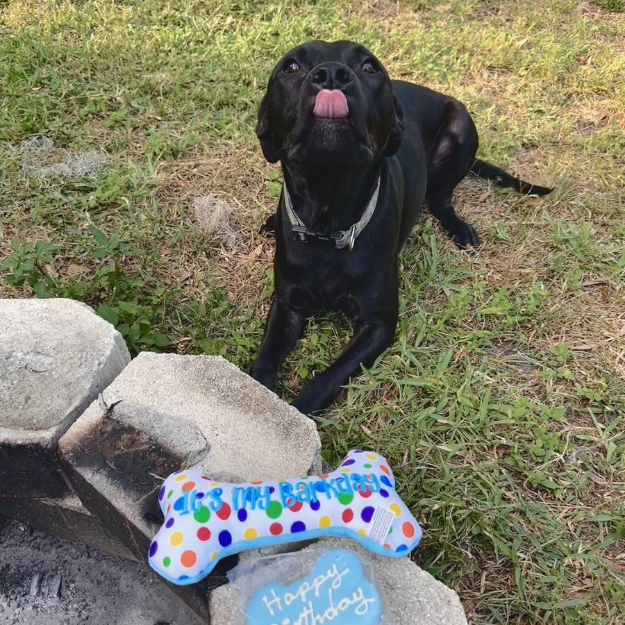 Sully waiting for his birthday cookie